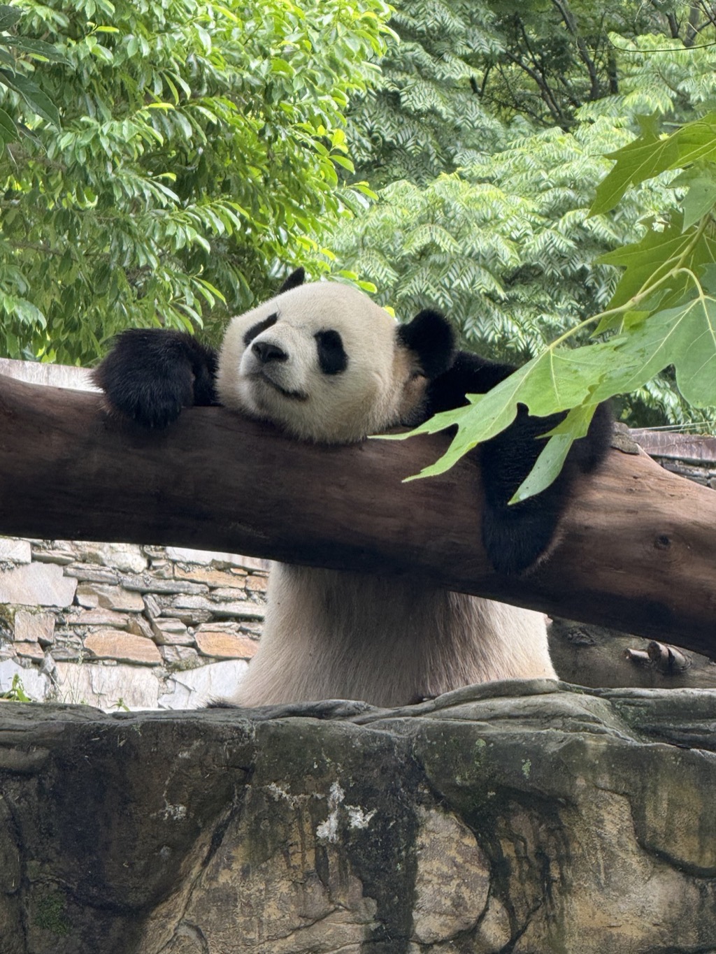 A giant panda resting on a wooden beam among green leaves.