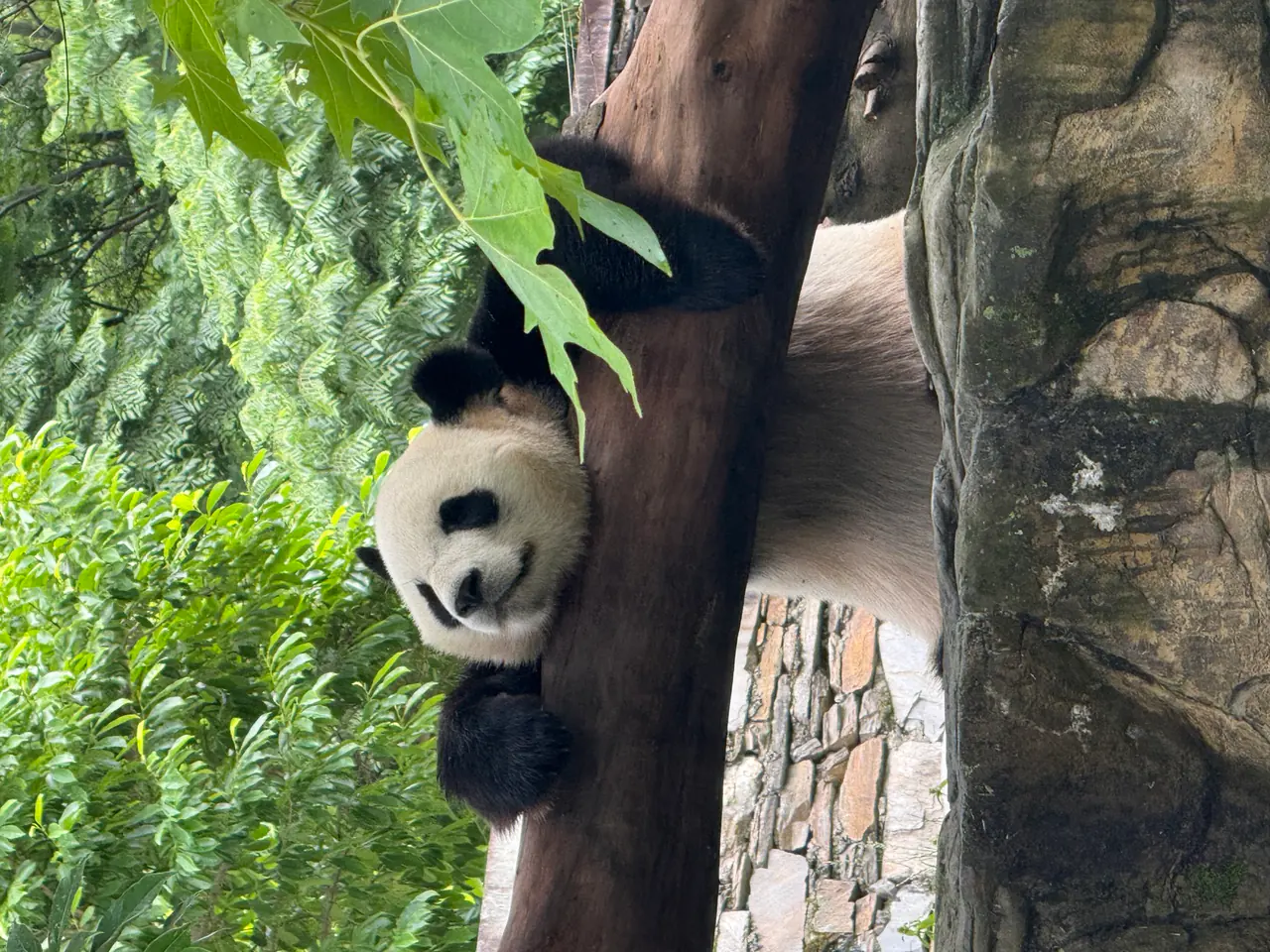 A giant panda resting on a wooden beam among green leaves.