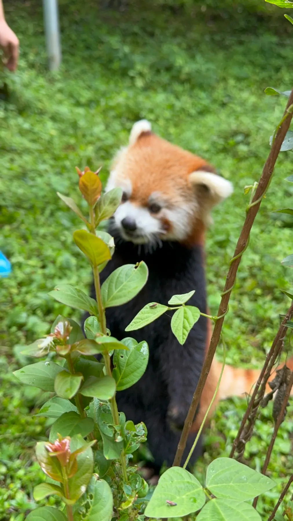 A red panda standing upright among green foliage.